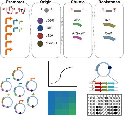 A Synthetic Plasmid Toolkit for Shewanella oneidensis MR-1